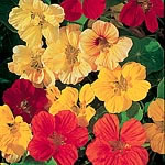 Unbranded Nasturtium Whirlybird Mixed Seeds