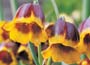 Naturised Fritillaries