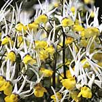 Unbranded Nemesia Masquerade Seeds