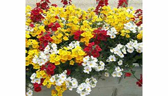 Unbranded Nemesia Plants - Nemo Mix