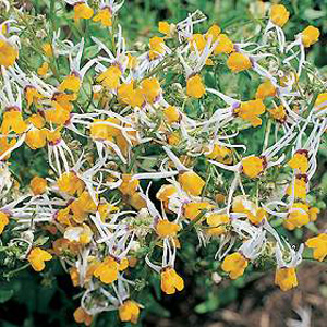 Unbranded Nemesia Shooting Stars Seeds