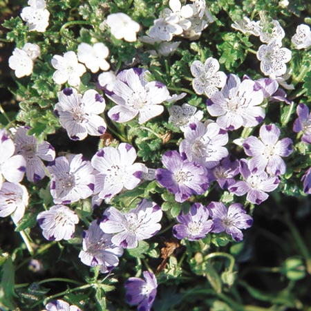 Unbranded Nemophila Blackcurrant Sundae Seeds Average