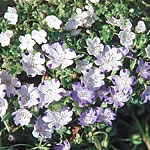 Unbranded Nemophila Blackcurrant Sundae Seeds