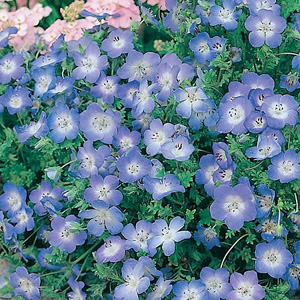 Unbranded Nemophila Insignis Baby Blue Seeds