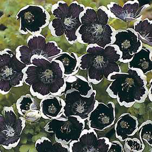 Unbranded Nemophila Pennie Black Seeds