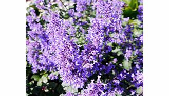 Unbranded Nepeta Plant - Summer Magic