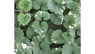 Unbranded Nepeta Plants - Variegata