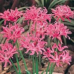 Unbranded Nerine Bowdenii 246710.htm