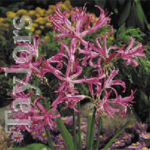 Unbranded Nerine Bowdenii Bulbs