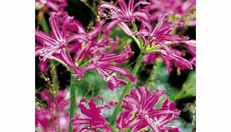 Unbranded Nerine Bulbs - bowdenii