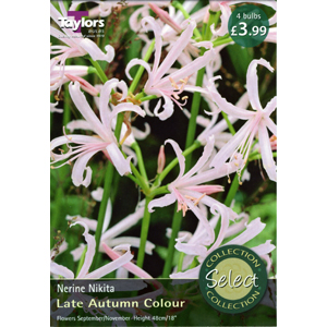 Unbranded Nerine Nikita Bulbs