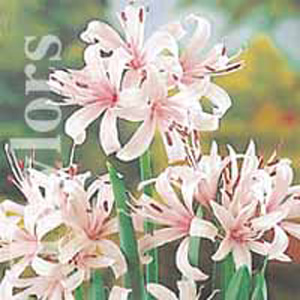 Unbranded Nerine Stefanie Bulbs