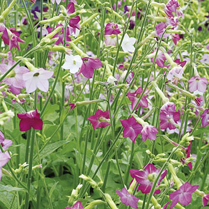 Unbranded Nicotiana F1 Bella Bambino Seeds