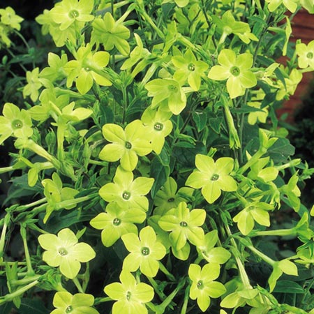 Unbranded Nicotiana Green Goddess Seeds (Flowering