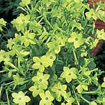 Nicotiana Green Goddess Seeds