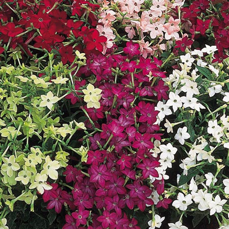 Unbranded Nicotiana Merlin F1 Seeds Average Seeds 150