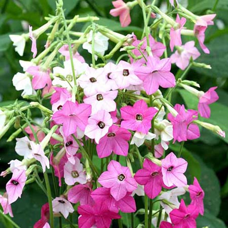 Unbranded Nicotiana Whisper Plants Pack of 20 Easiplants