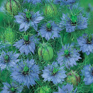 Unbranded Nigella Damascena Miss Jekyll Seeds