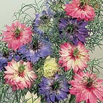 Unbranded Nigella Persian Jewels Seeds