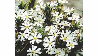 Unbranded Night Phlox Seeds