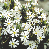 Unbranded Night-Scented Phlox Seeds