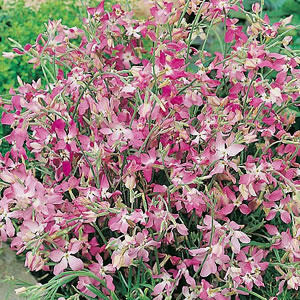 Night Scented Stock Matthiola Bicornis Seeds