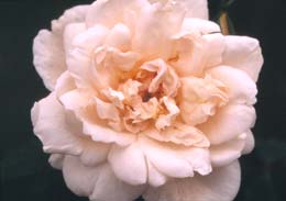 Noisette Rose