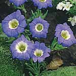 Unbranded Nolana Blue Bird Seeds 421981.htm