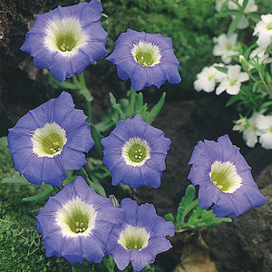 Unbranded Nolana Blue Bird Seeds