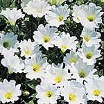 Unbranded Nolana Snowbird Seeds 422022.htm