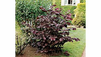 Unbranded Nut Tree - Purple Filbert