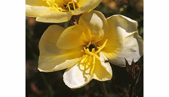 Unbranded Oenothera Plant - Apricot Delight