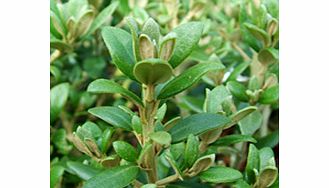 Tiny leaves white daisy flowers. Suitable as hedge or windbreak in coastal areas. Wildlife plant - insects. Height 2m (6); spread 3m (10). Supplied in a 2-3 litre pot.EvergreenFull sunFully hardyMedium shrubBUY ANY 3 AND SAVE 20.00! (Please note: Off