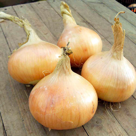 Unbranded Onion Hiball F1 Seed Average Seeds 70