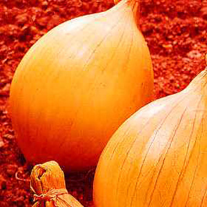 Unbranded Onion (Show) Ailsa Craig Seeds