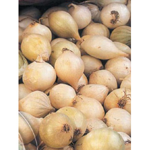 Unbranded Onion Snowball Bulbs