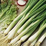 Unbranded Onion (Spring) White Lisbon Seeds 437988.htm