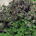 Unbranded Oregano Seeds 435952.htm