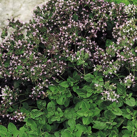 Unbranded Oregano Seeds Average Seeds 1200