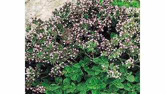 Unbranded Oregano Seeds