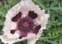 Oriental Poppy Promotion