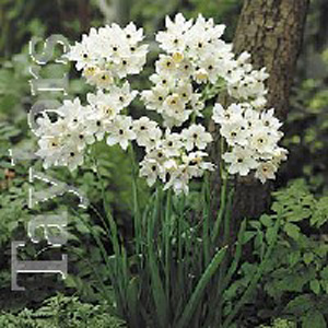 Unbranded Ornithogalum Arabicum Giant Star of Bethlehem