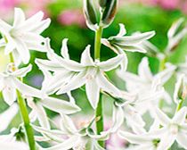 Unbranded Ornithogalum Bulbs - Nutans