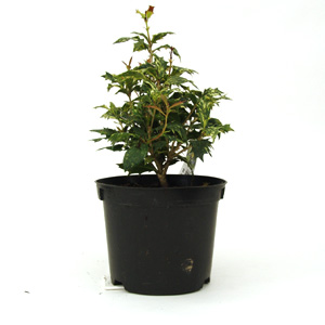 Unbranded Osmanthus heterophyllus Tricolor