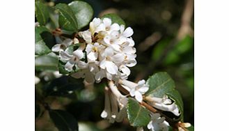 Unbranded Osmanthus Plant - Delavayi