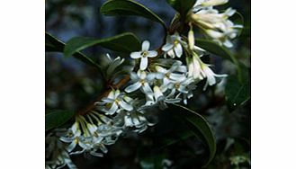 Unbranded Osmanthus Plant - x Burkwoodii