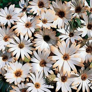 Unbranded Osteospermum African Moon Seeds