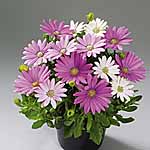 Unbranded Osteospermum Arusha Plants 488911.htm