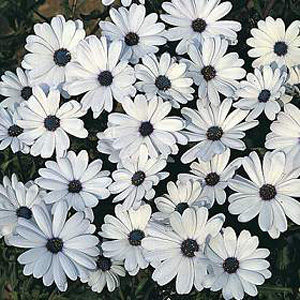 Unbranded Osteospermum Glistening White Seeds