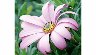 Unbranded Osteospermum Plant - Purple Power